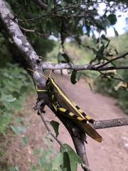 Schistocerca albolineata