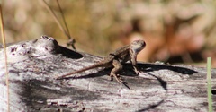 Sceloporus occidentalis occidentalis