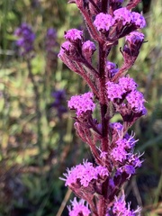 Carphephorus paniculatus