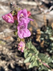 Penstemon newberryi