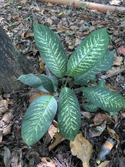 Dieffenbachia