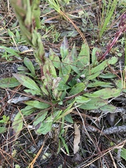Carphephorus paniculatus