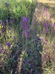 Carphephorus paniculatus