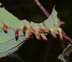 Craneiobia tuba