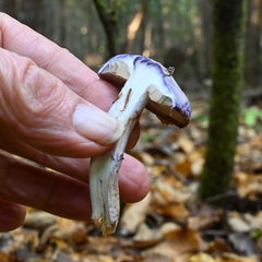 Cortinarius subfoetidus