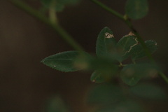 Phytomyza spondylii group
