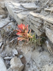 Castilleja chromosa