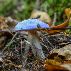 Cortinarius subfoetidus