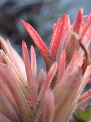 Castilleja chromosa