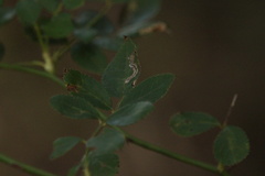 Phytomyza spondylii group