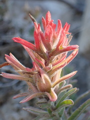 Castilleja chromosa