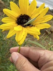 Oecanthus quadripunctatus