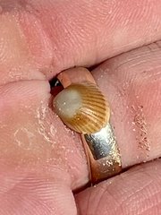 Arcoidea