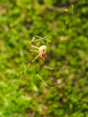 Phylloneta pictipes