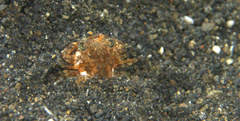 Portunidae