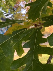 Quercus macrocarpa