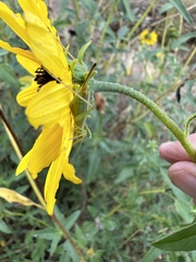 Oecanthus quadripunctatus