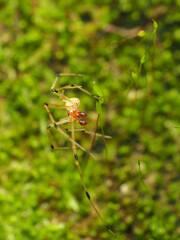 Phylloneta pictipes