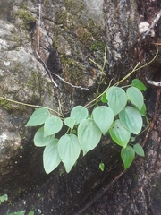 Peperomia lanceolatopeltata