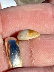 Arcoidea