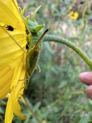Oecanthus quadripunctatus