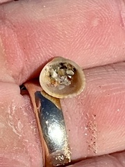 Arcoidea