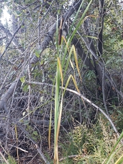 Typha latifolia