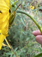 Oecanthus quadripunctatus