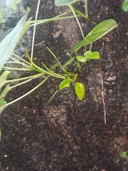 Peperomia lanceolatopeltata