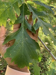 Quercus macrocarpa
