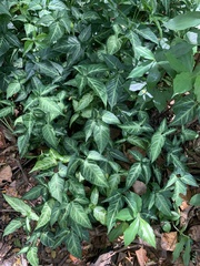 Syngonium