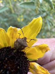 Thyanta custator accerra