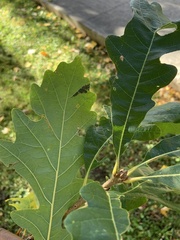 Quercus macrocarpa