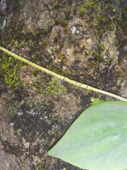 Peperomia lanceolatopeltata