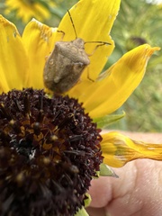 Thyanta custator accerra