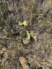 Opuntia cymochila