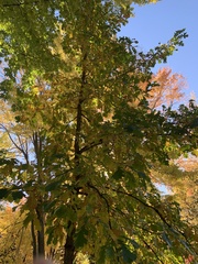 Quercus macrocarpa