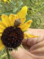 Thyanta custator accerra