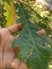 Quercus macrocarpa