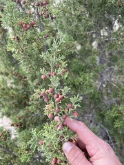 Juniperus pinchotii