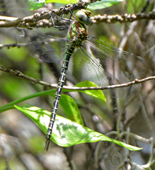 Coryphaeschna ingens