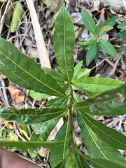 Sideroxylon foetidissimum
