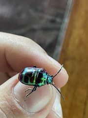 Chrysocoris stollii