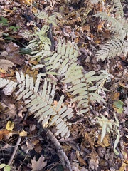 Homalosorus pycnocarpos