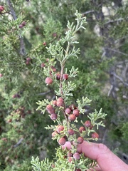 Juniperus pinchotii