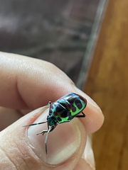 Chrysocoris stollii