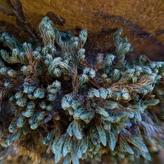 Selaginella watsonii