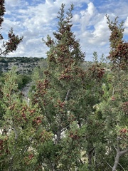 Juniperus pinchotii