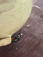 Chrysocoris stollii