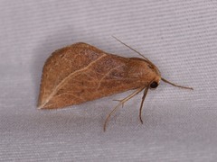 Phyprosopus callitrichoides